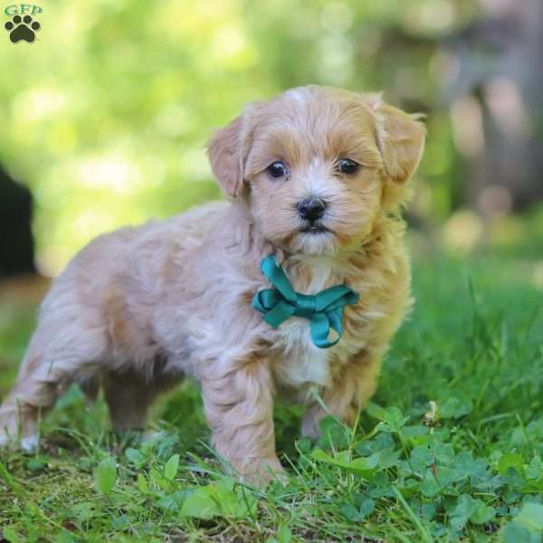 Norris, Maltipoo Puppy